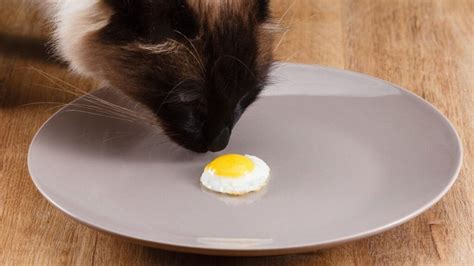 yavru kediye haşlanmış yumurta verilir mi